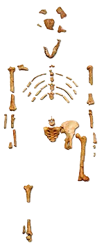 Reconstruction of the fossil skeleton of Lucy the Australopithecus afarensis