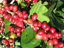 coffee